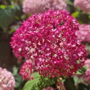 Hydrangea arborescens Sorbet 9 cm pot