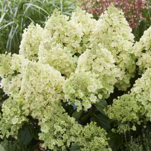Hydrangea paniculata Be Happy 9 cm pot
