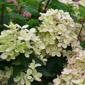 Hydrangea paniculata Pastelgreen 9 cm pot