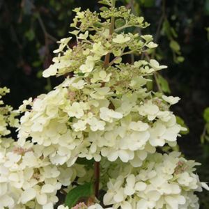 Hydrangea paniculata Petite Lantern 12 cm pot