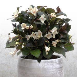Weigela Elbony and Ivory 9 cm pot