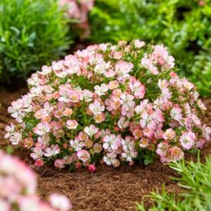 Rosa Cutie Pie 9 cm