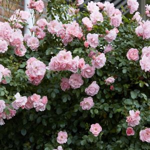 Rose Floribunda Bonica