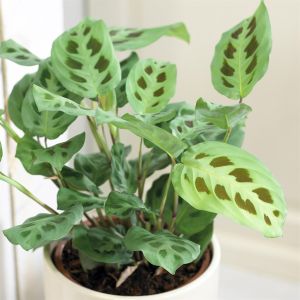 Marantha leuconeura Kerchoveana 12 cm Pot