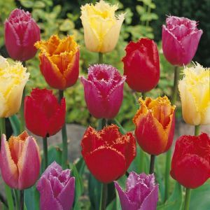 Tulips fringed mix
