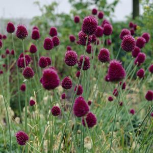 Allium sphaerocephalon