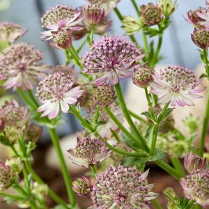 Astrantia major Roma 9 cm pot