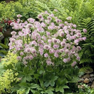 Astrantia major Buckland 9 cm pot