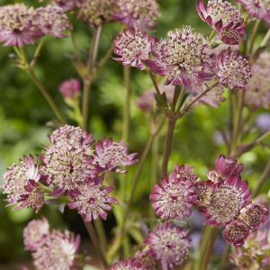 Astrantia major Star of Beauty  9 cm pot