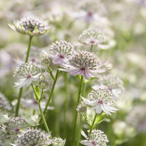 Astrantia major Florence 9 cm pot