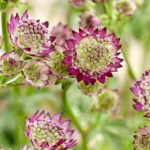 Astrantia major Moulin Rouge 9 cm pot