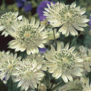 Astrantia major Snow Star 9 cm pot