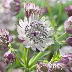 Astrantia major Super Star 9 cm pot