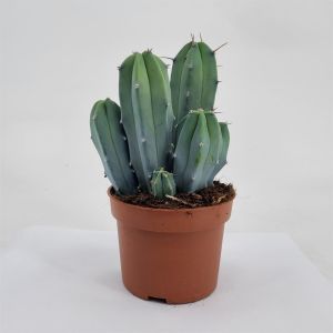 Myrtillocactus geometrizans 10.5 cm pot
