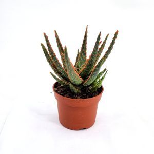 Aloe zebrina Dannyz 10.5 cm