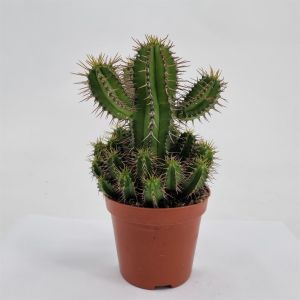 Euphorbia fruticosa 8.5 cm pot