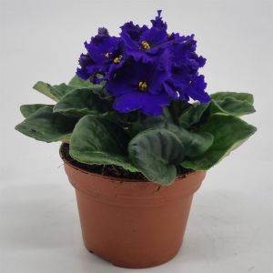 Saintpaulia Blue v2