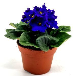 Saintpaulia Blue 12 cm Pot