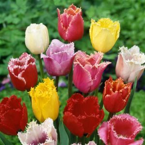 Tulip fringed Mix 11/12 cm