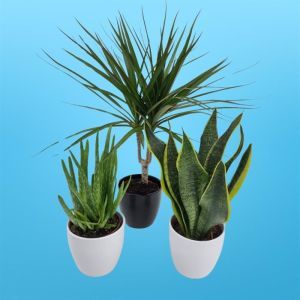 Air Purifying plants collection Dracaena