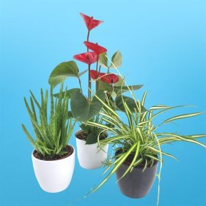 Air Purifying plants collection Aloe Vera