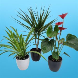 Air Purifying plants Collection Anthurium
