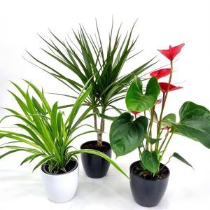 Air Purifying plants Collection Anthurium