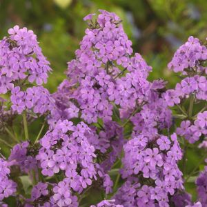 Phlox paniculata Pink