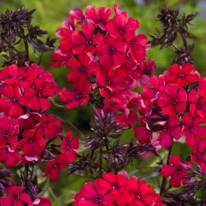Phlox paniculata Red