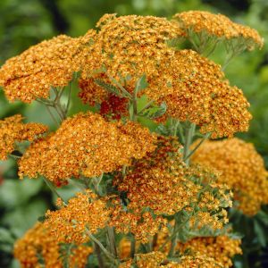 Achillea millefolium Terracotta 9 cm pot