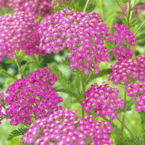 Achillea millefolium Lilac Beauty 9 cm pot