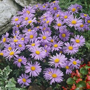 Aster alpinus Dunkle Schone  9 cm