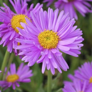 Aster alpinus Happy End  9 cm