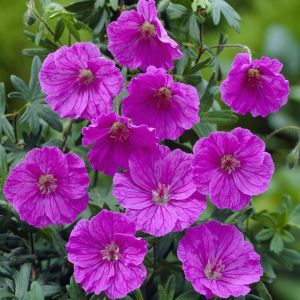 Geranium sanguineum Ankum's Pride 9 cm Pot
