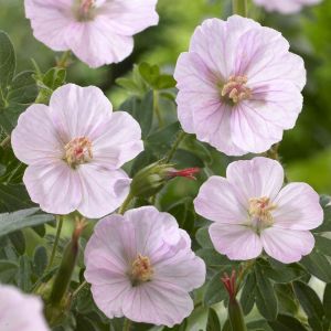 Geranium sanguineum Apfelblute 9 cm Pot
