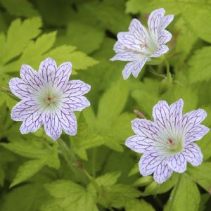 Geranium Versicolor 9 cm Pot