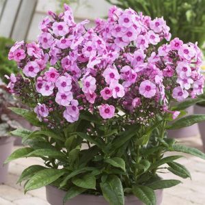 Phlox paniculata Pink 14 cm