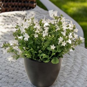 Campanula portenschlagiana Ocean White 11 cm pot