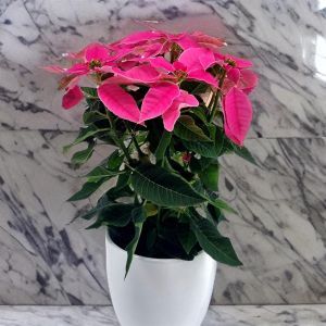Euphorbia princetta Pink12 cm pot