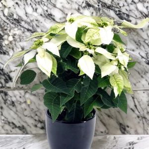 Euphorbia princetta White 12 cm pot