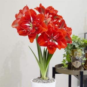 Amaryllis Happy Nymph