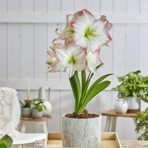 Amaryllis Sofia