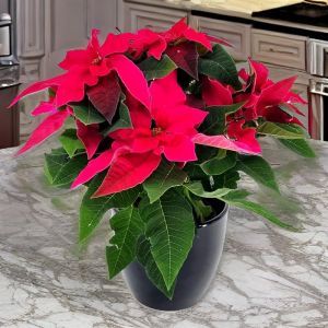 Poinsettia Euphorbia pulcherrima Pink