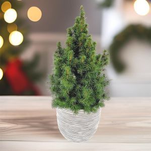 Picea Conica Christmas Tree 9 cm pot