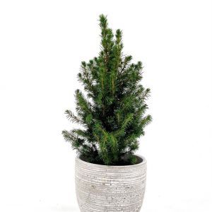 Picea Conica Christmas Tree 15 cm pot