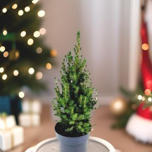 Picea Conica Christmas Tree 21 cm pot