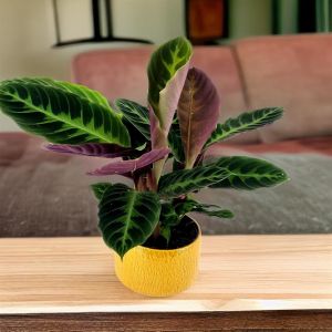 Calathea Warscewiczii 14 cm pot