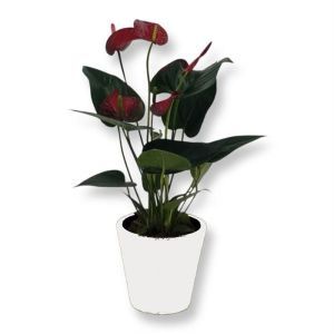 Anthurium Red 12 cm