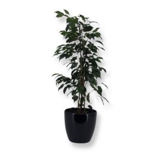 Ficus benjamina Danielle 40 cm