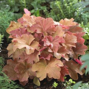 Heuchera Caramel